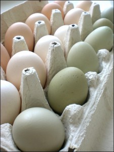 Drängsmark-ägg